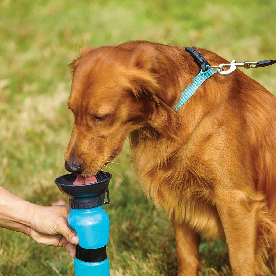 Doggy bottle